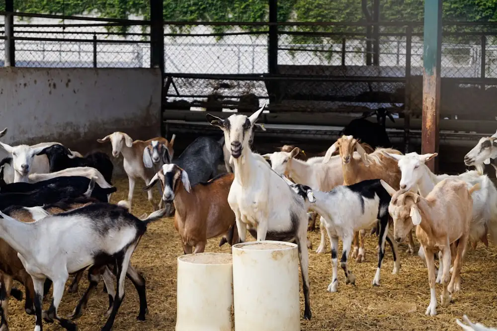 Peternakan kambing, salah satu unit usaha Rumah Harapan